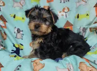 Plato, a male Yorkshire Terrier for sale in West Plains, MO – Photo 2 of 9