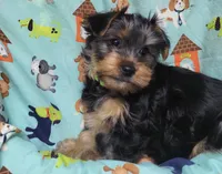 Plato, a male Yorkshire Terrier for sale in West Plains, MO – Photo 9 of 9