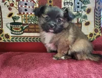 Lillian, a female Chihuahua for sale in West Plains, MO – Photo 3 of 7