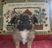 Lillian, a female Chihuahua for sale in West Plains, MO – Photo 4 of 7