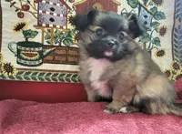 Lillian, a female Chihuahua for sale in West Plains, MO – Photo 1 of 7