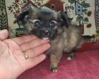 Lillian, a female Chihuahua for sale in West Plains, MO – Photo 6 of 7