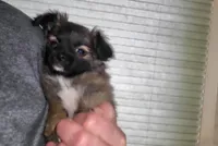 Lillian, a female Chihuahua for sale in West Plains, MO – Photo 7 of 7