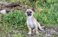 Laramie AKC, a male Chihuahua for sale in West Plains, MO – Photo 2 of 2