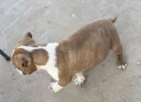 Inky, a male American Bully for sale in Big Spring, TX – Photo 3 of 8