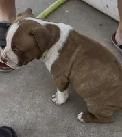 Inky, a male American Bully for sale in Big Spring, TX – Photo 4 of 8