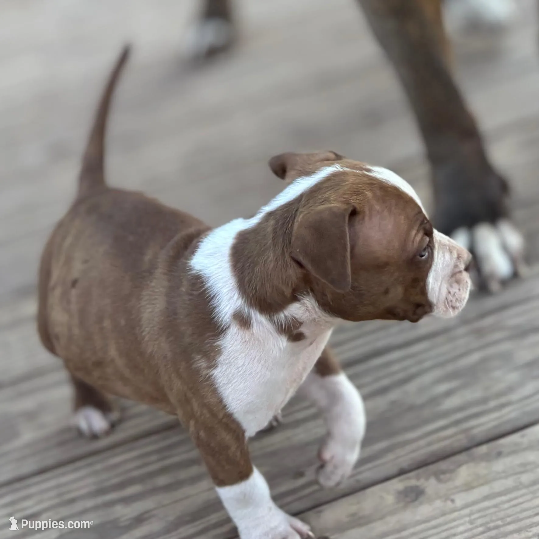 Inky, a male American Bully for sale in Big Spring, TX – Photo 2 of 8