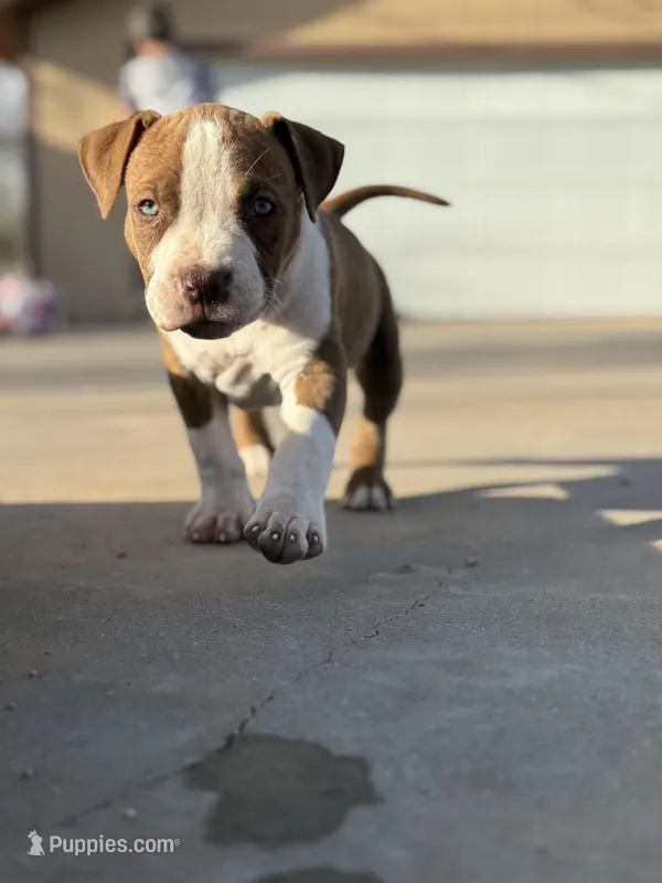 Inky – American Bully puppy for sale in Big Spring, TX