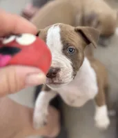 Inky, a male American Bully for sale in Big Spring, TX – Photo 5 of 8