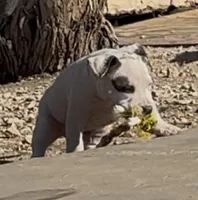 Pinky, a male American Bully for sale in Big Spring, TX – Photo 5 of 9