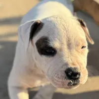 Pinky, a male American Bully for sale in Big Spring, TX – Photo 3 of 9