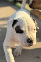 Pinky, a male American Bully for sale in Big Spring, TX – Photo 3 of 7