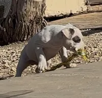 Pinky, a male American Bully for sale in Big Spring, TX – Photo 2 of 9
