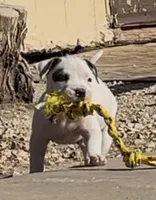 Pinky, a male American Bully for sale in Big Spring, TX – Photo 1 of 9