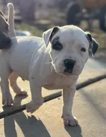 Pinky, a male American Bully for sale in Big Spring, TX – Photo 1 of 7