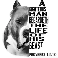 Pinky, a male American Bully for sale in Big Spring, TX – Photo 9 of 9