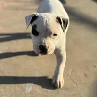 Pinky, a male American Bully for sale in Big Spring, TX – Photo 4 of 9