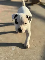 Pinky, a male American Bully for sale in Big Spring, TX – Photo 2 of 7