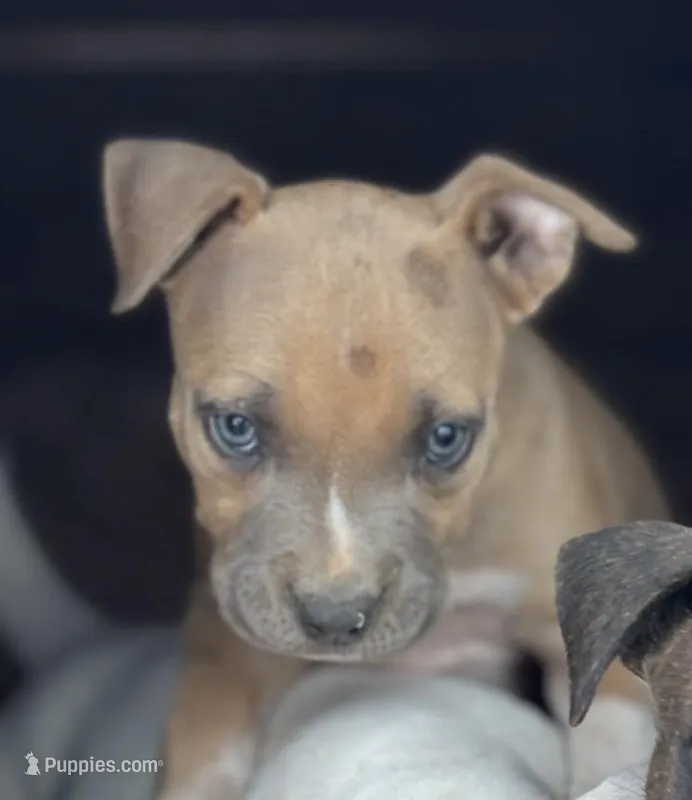 Jamz – American Bully puppy for sale in Big Spring, TX