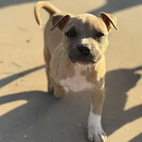 Jamz, a female American Bully for sale in Big Spring, TX – Photo 1 of 7
