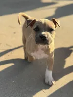 Jamz, a female American Bully for sale in Big Spring, TX – Photo 1 of 8