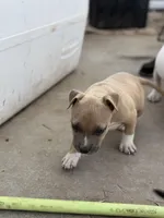 Jamz, a female American Bully for sale in Big Spring, TX – Photo 3 of 8