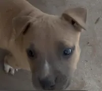 Jamz, a female American Bully for sale in Big Spring, TX – Photo 3 of 7