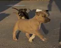 Jamz, a female American Bully for sale in Big Spring, TX – Photo 2 of 8