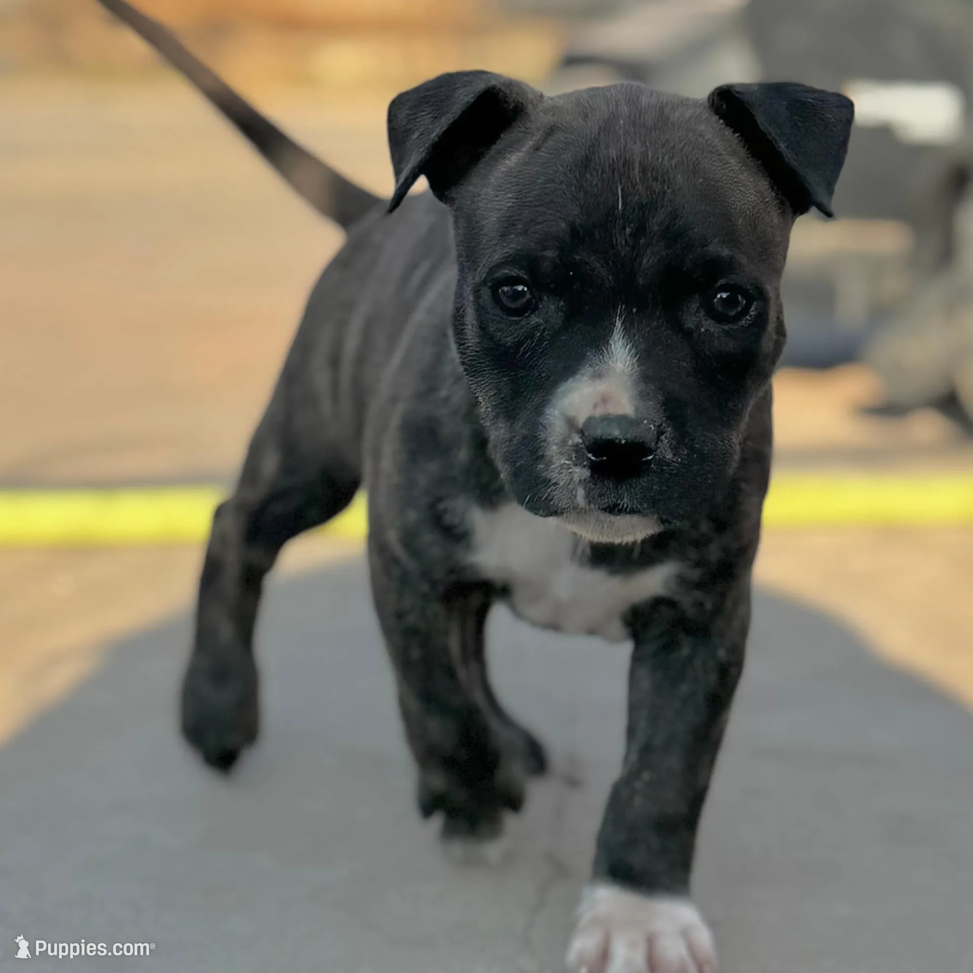 Pepper, a female American Bully for sale in Big Spring, TX – Photo 4 of 4
