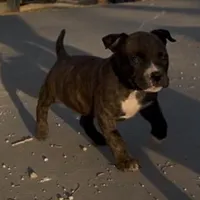 Pepper, a female American Bully for sale in Big Spring, TX – Photo 1 of 4