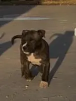 Pepper, a female American Bully for sale in Big Spring, TX – Photo 3 of 4