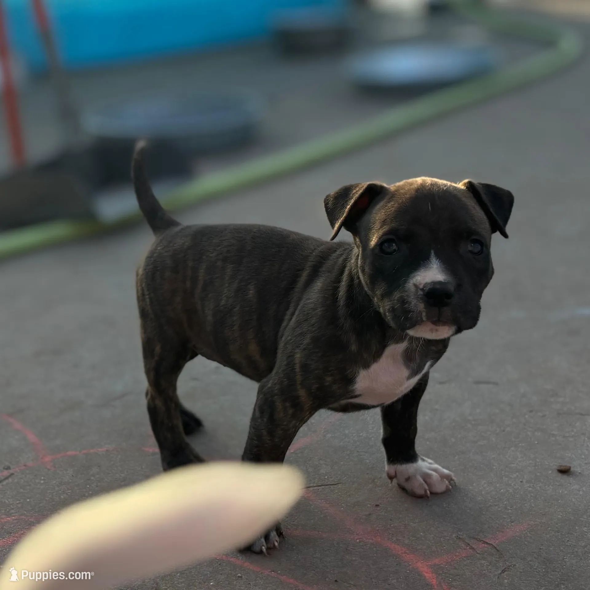 Pepper, a female American Bully for sale in Big Spring, TX – Photo 2 of 4