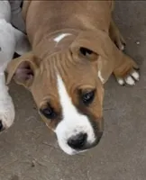 Half Stache Dinky, a female American Bully for sale in Big Spring, TX – Photo 1 of 5