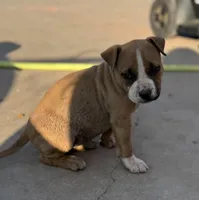 Dinky, a female American Bully for sale in Big Spring, TX – Photo 2 of 2