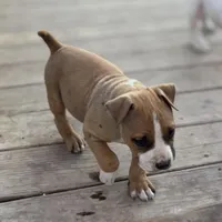 Half Stache Dinky, a female American Bully for sale in Big Spring, TX – Photo 2 of 5