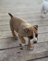 Dinky, a female American Bully for sale in Big Spring, TX – Photo 1 of 2