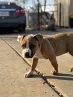 Half Stache Dinky, a female American Bully for sale in Big Spring, TX – Photo 5 of 5