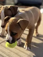 Half Stache Dinky, a female American Bully for sale in Big Spring, TX – Photo 3 of 5