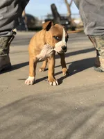 Half Stache Dinky, a female American Bully for sale in Big Spring, TX – Photo 4 of 5