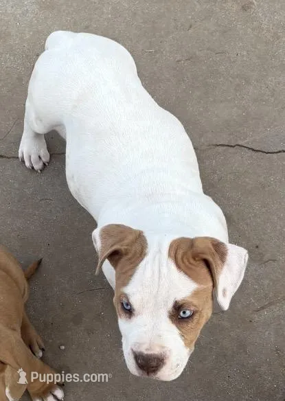 Miss Piggy  – American Bully puppy for sale in Big Spring, TX