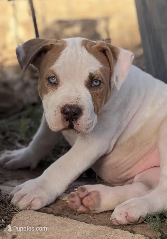 Miss Piggy  – American Bully puppy for sale in Big Spring, TX