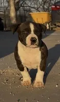 Titus, a male American Bully for sale in Big Spring, TX – Photo 1 of 7