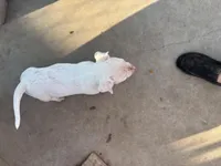 Draco, a male American Bully for sale in Big Spring, TX – Photo 1 of 6