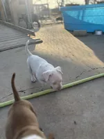 Draco, a male American Bully for sale in Big Spring, TX – Photo 2 of 6