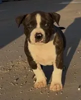 Titus, a male American Bully for sale in Big Spring, TX – Photo 2 of 4