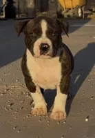Titus, a male American Bully for sale in Big Spring, TX – Photo 4 of 4