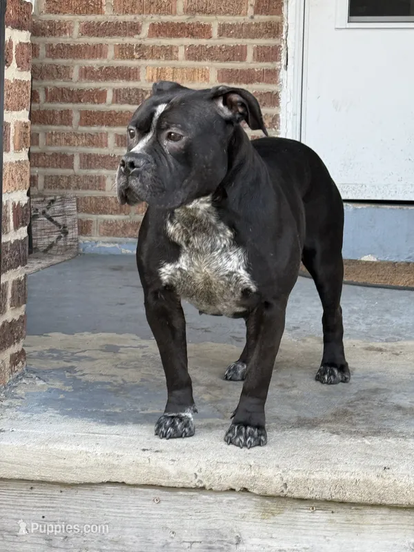 Raven – American Bully puppy for sale in Trenton, NJ