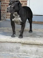 Raven, a female American Bully for sale in Trenton, NJ – 4 of 4