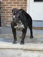 Raven, a female American Bully for sale in Trenton, NJ – 2 of 4