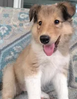 Alexa, a female Collie for sale in Lancaster, SC – 5 of 8